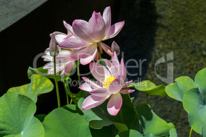 Beautiful fragrant pink water lily