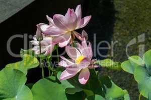 Beautiful fragrant pink water lily