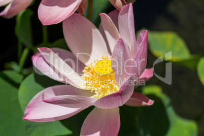 Beautiful fragrant pink water lily