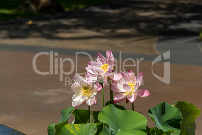 Beautiful fragrant pink water lily