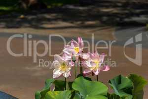 Beautiful fragrant pink water lily