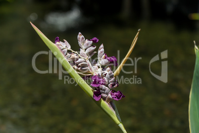 Delicate purple flower