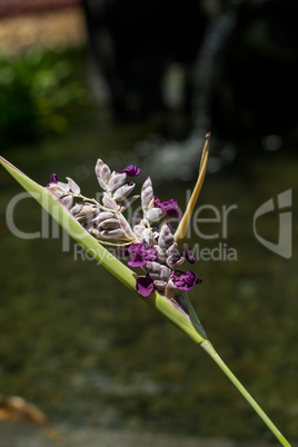 Delicate purple flower