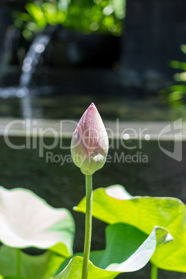 Beautiful fragrant pink water lily