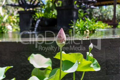 Beautiful fragrant pink water lily