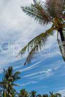 Tropical green palm trees in Bali, Indonesia