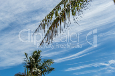 Tropical green palm trees in Bali, Indonesia