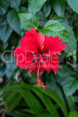 Quiet village lane with lush vegetation in Bali