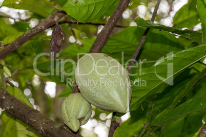 fresh ripe fruit plant on tree exotic tropical