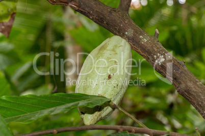 fresh ripe fruit plant on tree exotic tropical