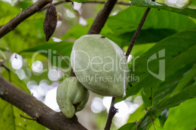 fresh ripe fruit plant on tree exotic tropical