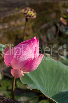 Beautiful pink water lily bud