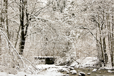 forest and field  winter landscape