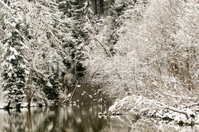 forest and field  winter landscape