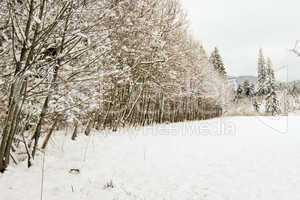 forest and field  winter landscape