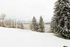 forest and field  winter landscape