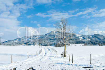 beautiful sunny landscape in winter with blue sky