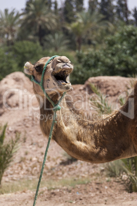 Camel in Marrakesch, Morocco