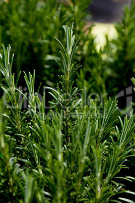 fresh aromatic green rosemary macro