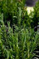 fresh aromatic green rosemary macro