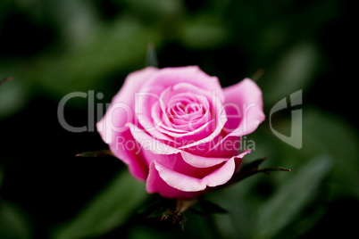 pink rose in the garden in spring