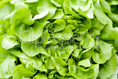 fresh green salad lettuce closeup macro
