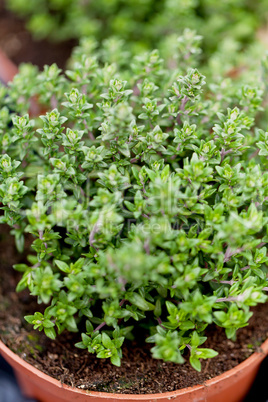 fresh green aromatc thyme herb macro