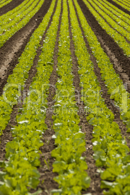 green cabbage plant field outdoor in summer