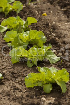 green cabbage plant field outdoor in summer