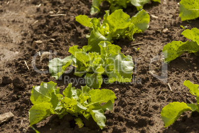 green cabbage plant field outdoor in summer