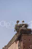 Storks nesting on a rooftop in Marrakesch
