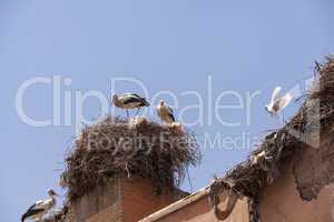 Storks nesting on a rooftop in Marrakesch