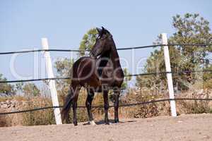 caballo de pura raza menorquina prm horse outdoor rolling