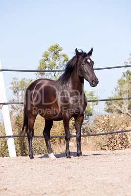 caballo de pura raza menorquina prm horse outdoor rolling