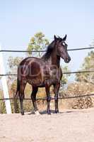 caballo de pura raza menorquina prm horse outdoor rolling