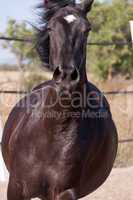 caballo de pura raza menorquina prm horse outdoor rolling