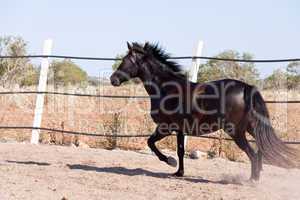 caballo de pura raza menorquina prm horse outdoor rolling