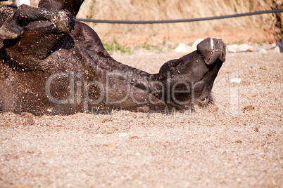 beautiful blond cruzado horse outside horse ranch field