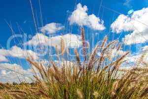 Flowering wild ornamental grass