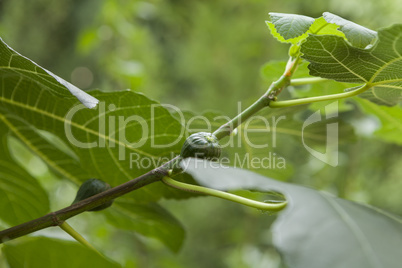 Green figs ripening on a tree