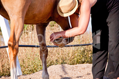 young woman training horse outside in summer