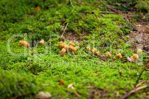 ramaria mushroom detail macro in forest autumn seasonal