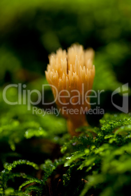 ramaria mushroom detail macro in forest autumn seasonal