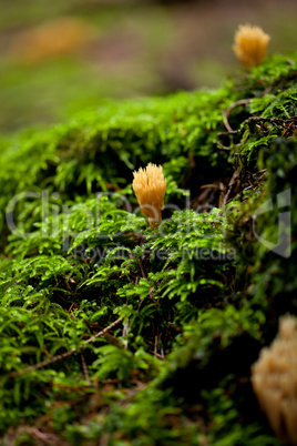 ramaria mushroom detail macro in forest autumn seasonal