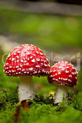 agaric amanita muscaia mushroom detail in forest autumn