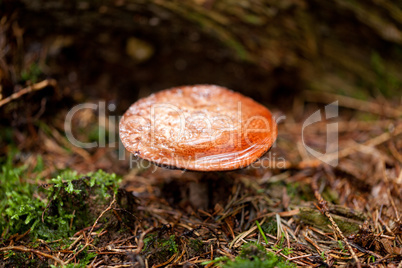 brown mushroom autumn outdoor macro closeup