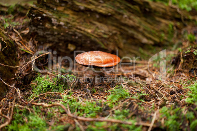 brown mushroom autumn outdoor macro closeup