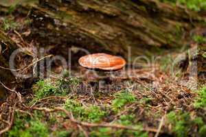 brown mushroom autumn outdoor macro closeup