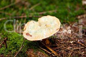 brown mushroom autumn outdoor macro closeup