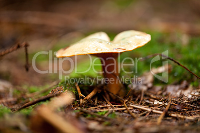 brown mushroom autumn outdoor macro closeup